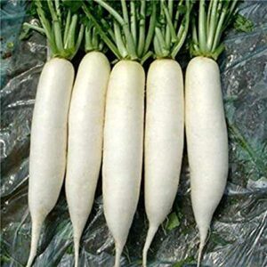 Radish 500g