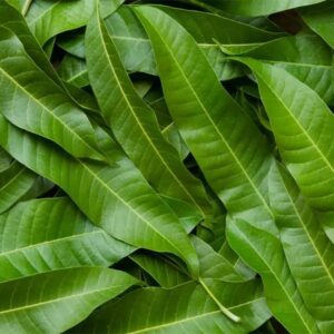 Mango Leaves