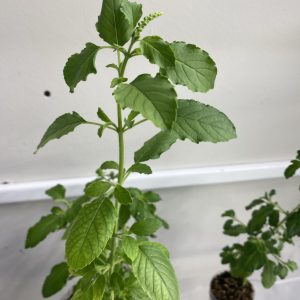 Tulsi Plant