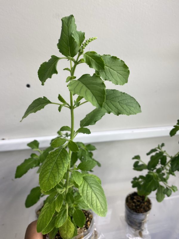 Tulsi Plant