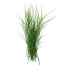 Bermuda Grass / Durva / Arugampul