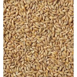 Barley Whole 500g