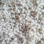 Cotton Wicks